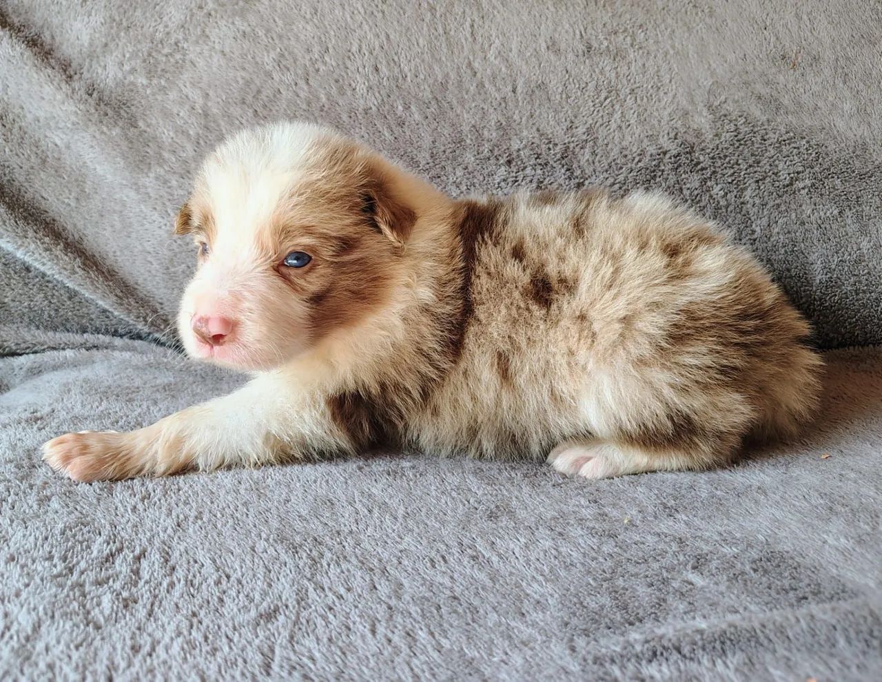Filhote de Border Collie com Pedigree CBKC  - Foto 3
