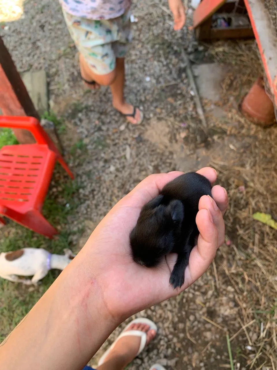 Vendo coelhos mistura coelho comum e Lionhead (Cabeça de Leão) 