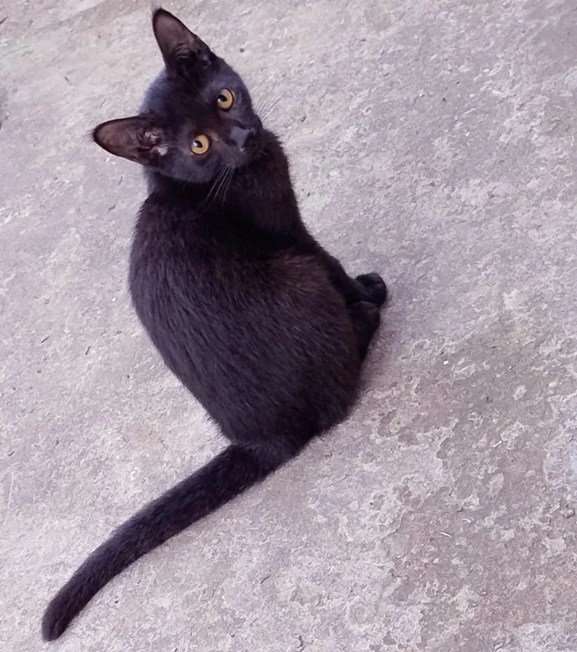 Gatinhos para doação - Timbó, Maracanaú  - Foto 4