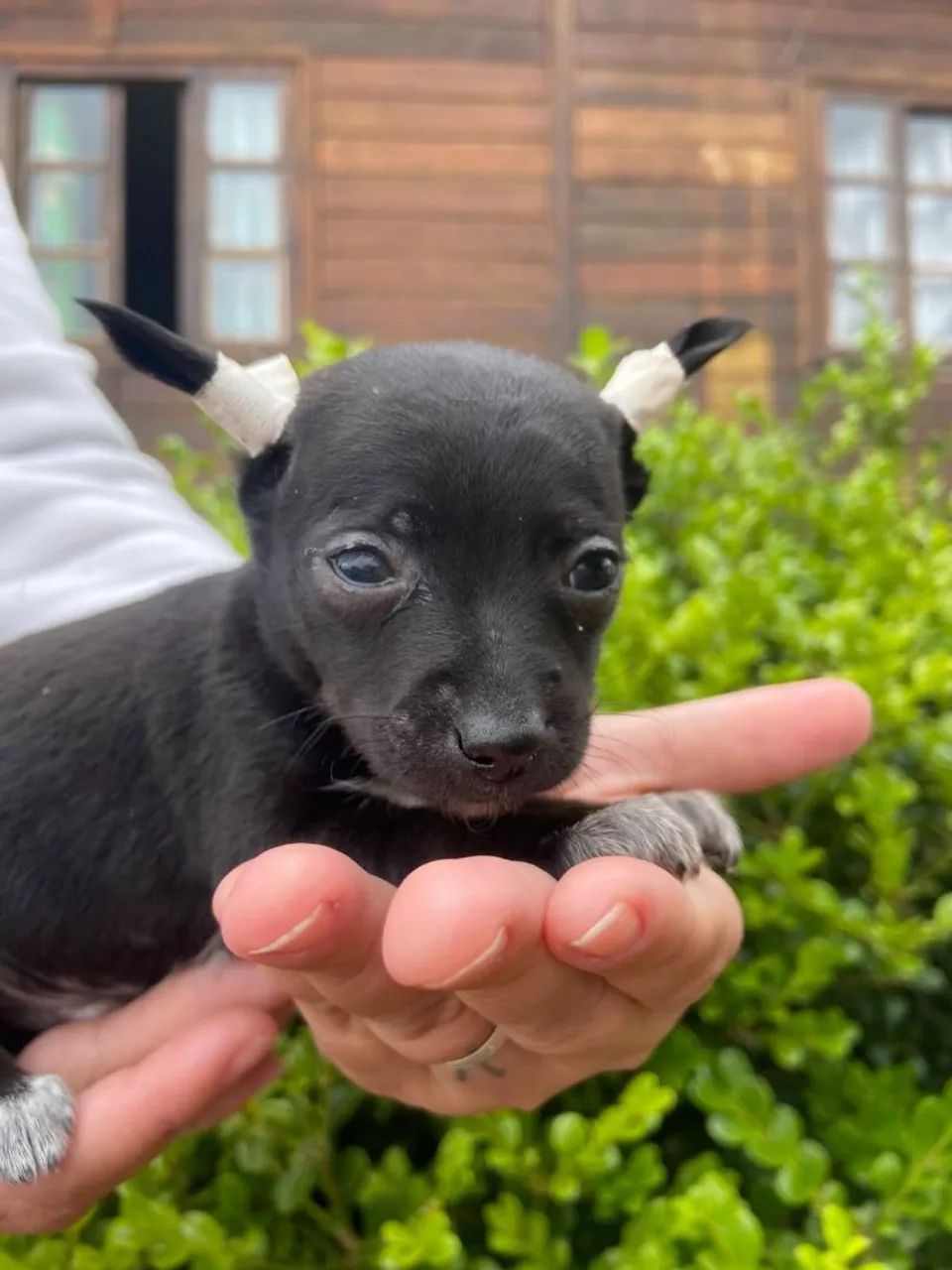 Pinscher macho  - Foto 3