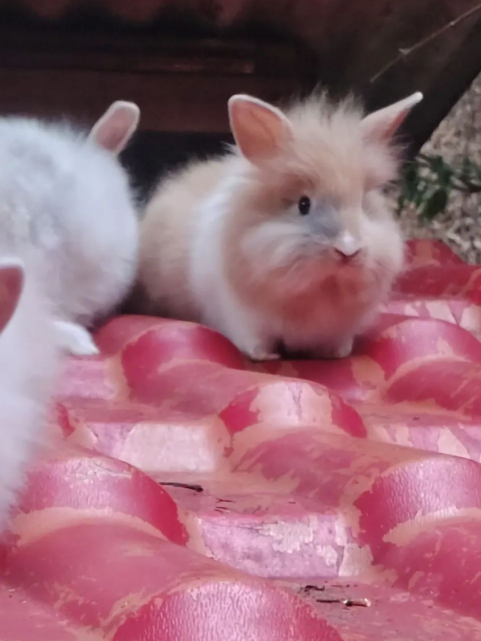 Coelhos  - Foto 2