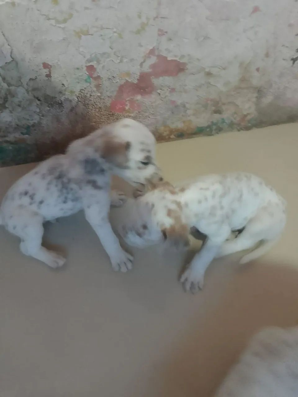 Lindos cachorrinhos dálmatas  - Foto 3
