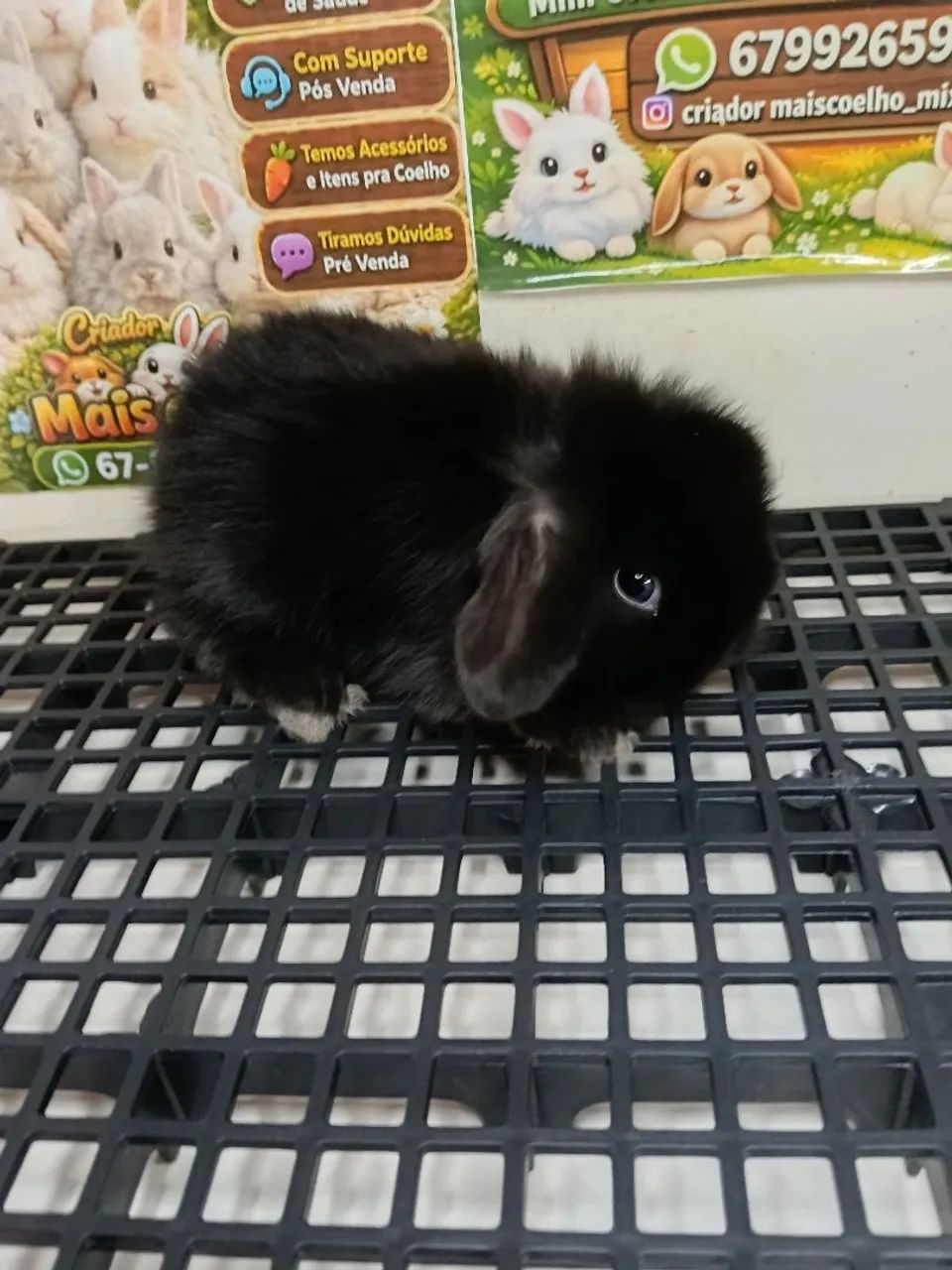 Mini Coelho Variadas Raças e Valores  - Foto 3