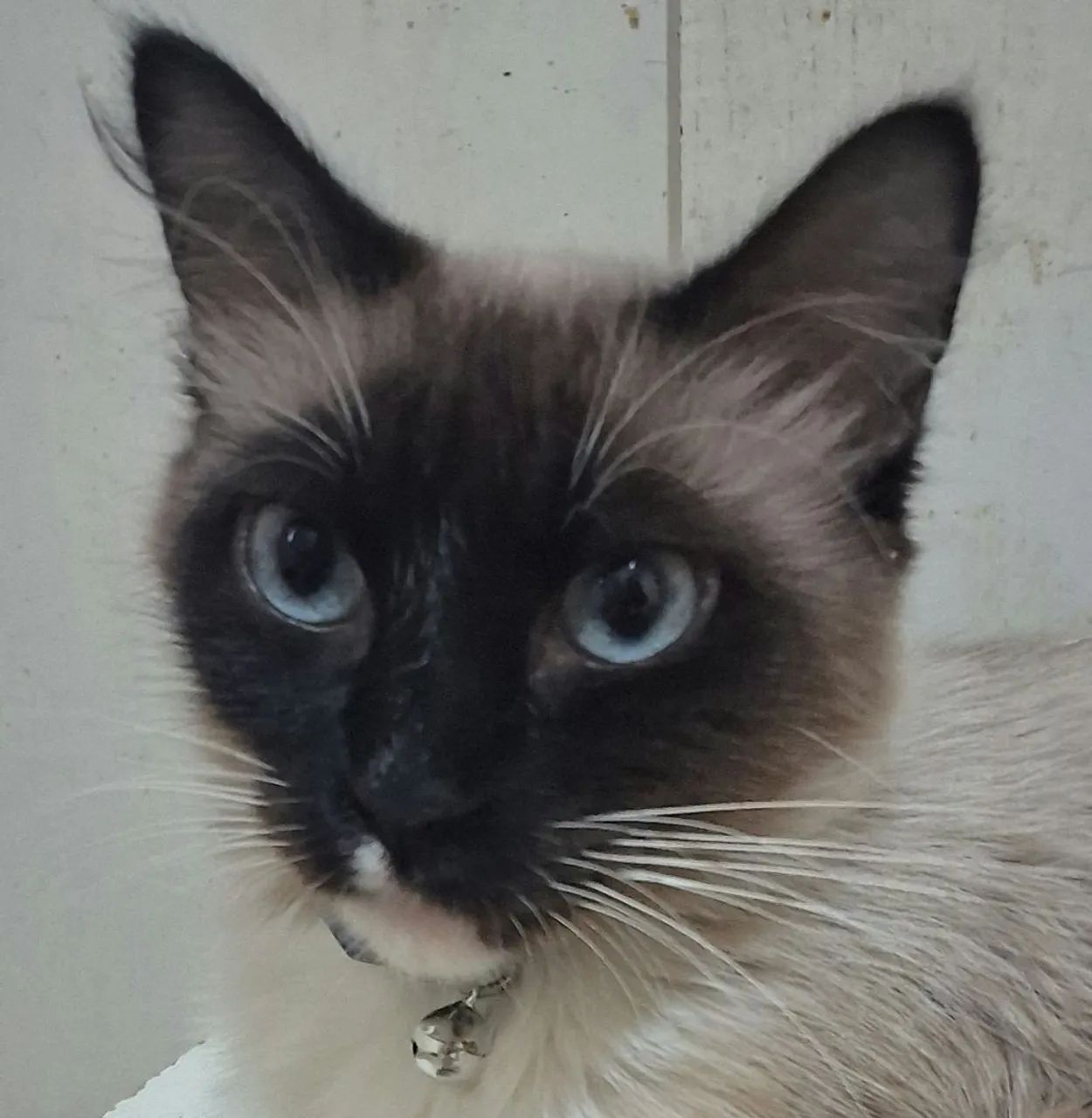 Gata para doação