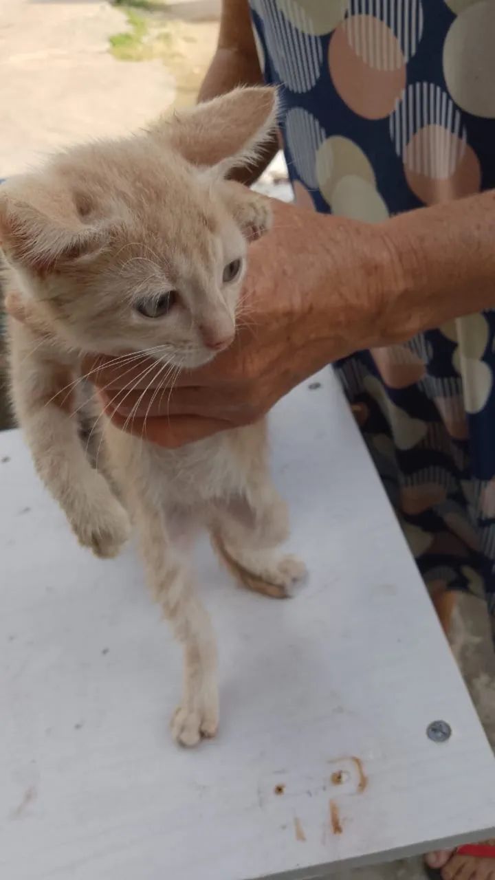 Gatinhos filhotes pra adoção urgente  - Foto 4