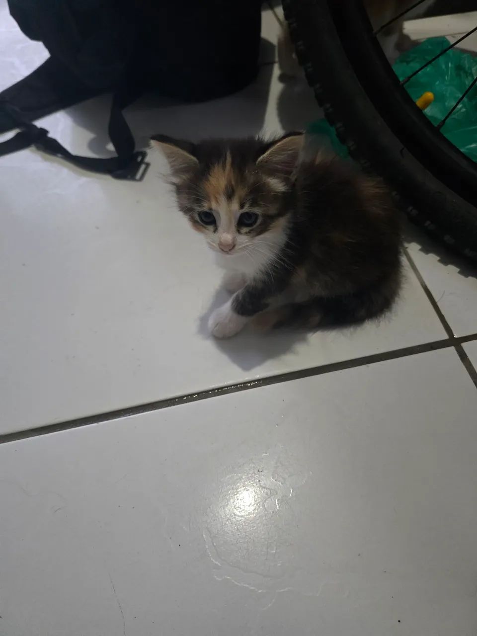 Gatos para Doação  - Foto 3