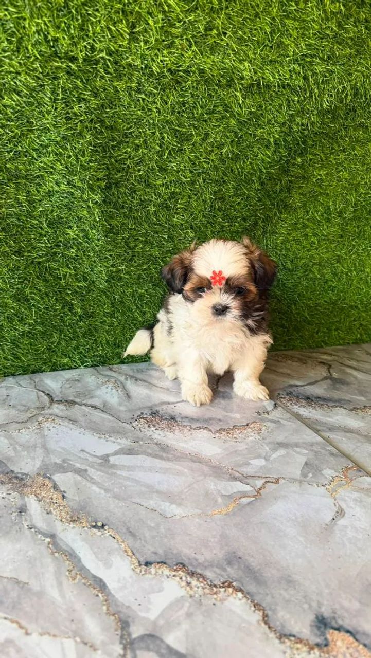 shitzu  - Foto 2