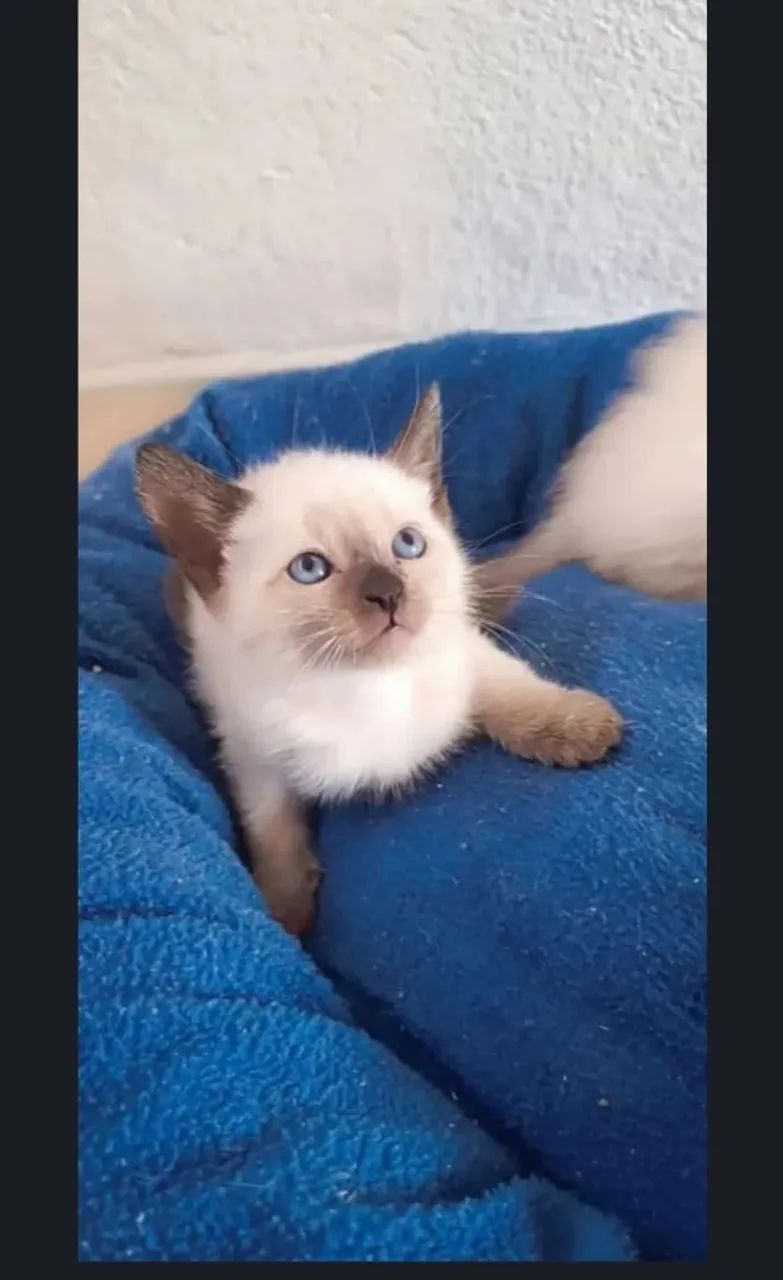 Gato macho siamês macho pura raça - Foto 2