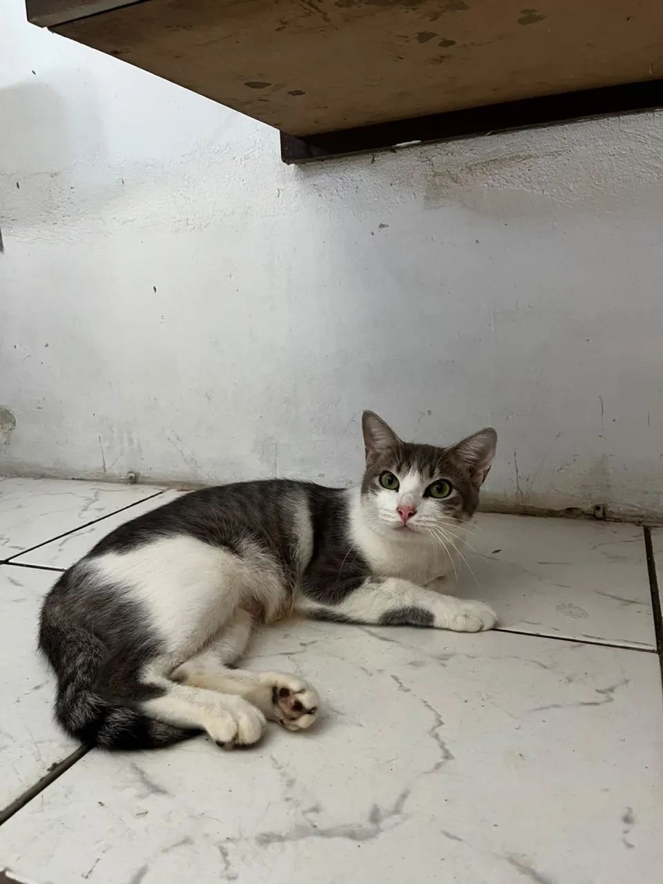 Gata Para Adoção - Foto 2