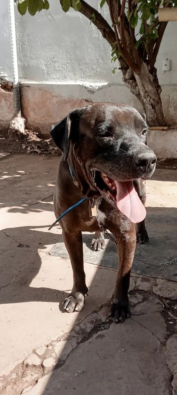 Doação de Labrador 