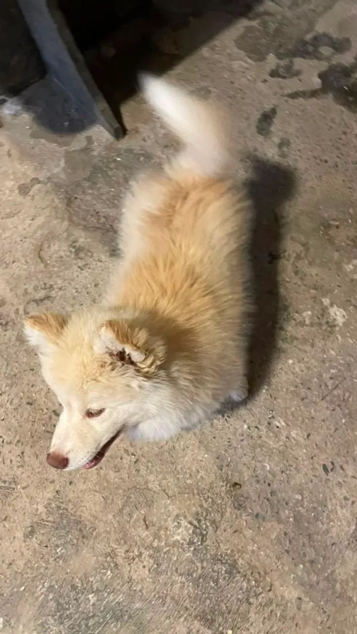 Husky Siberiano  - Foto 3