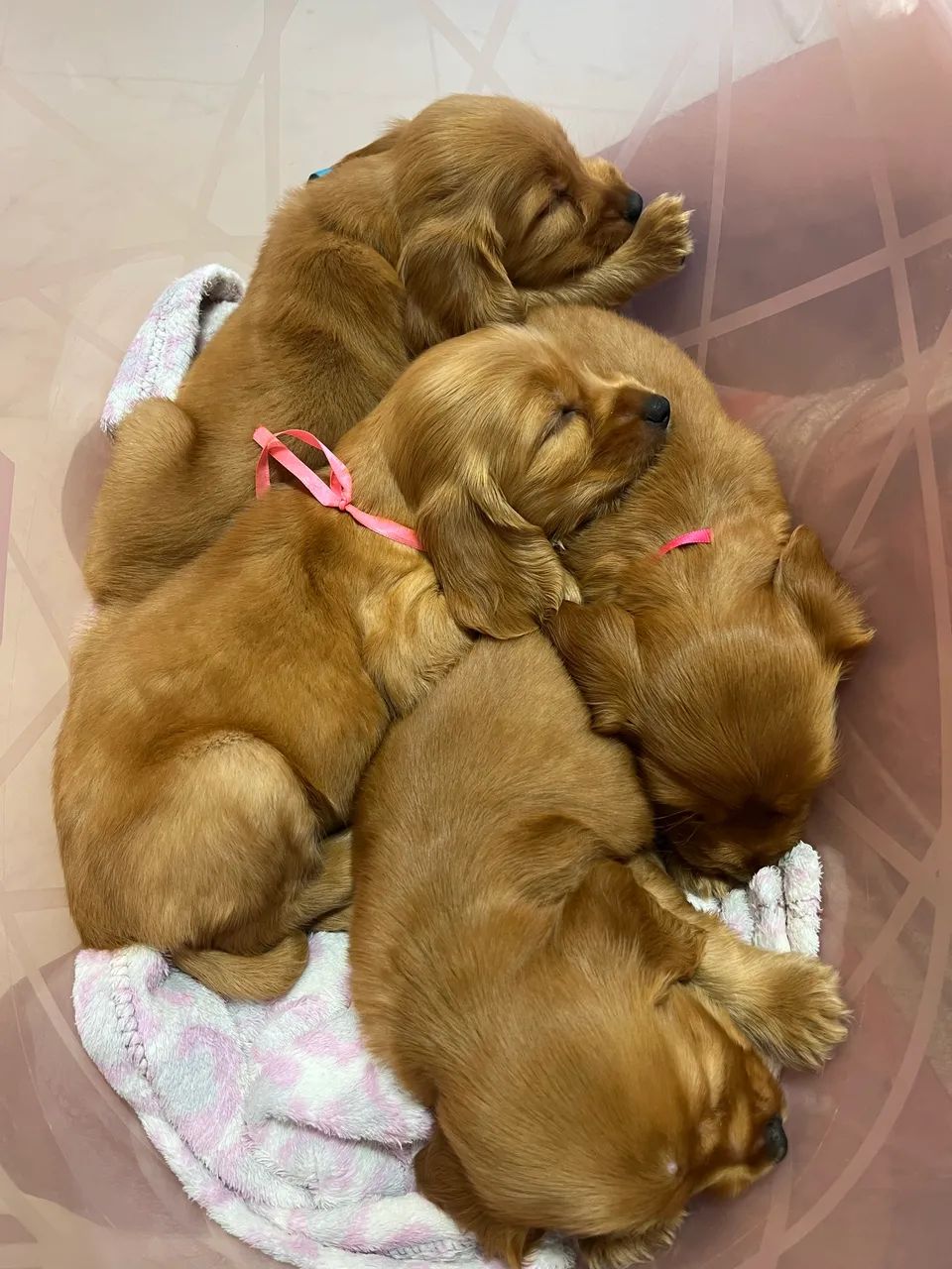 Cocker Spaniel Reserva  - Foto 2