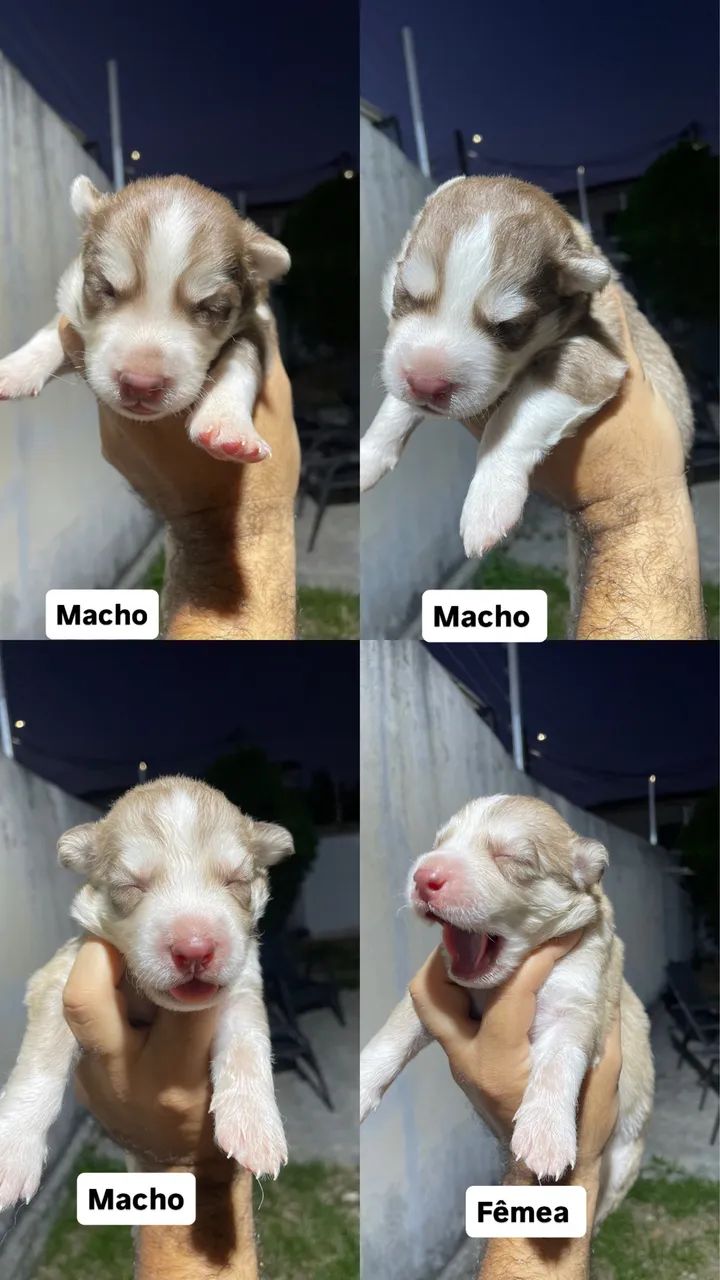 Husky siberiano  - Foto 3