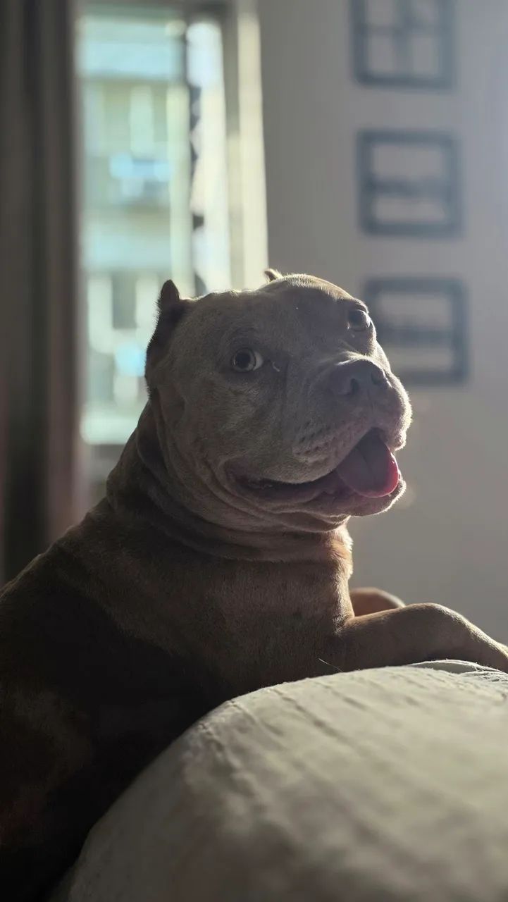 American bully em busca de namorada - Foto 2