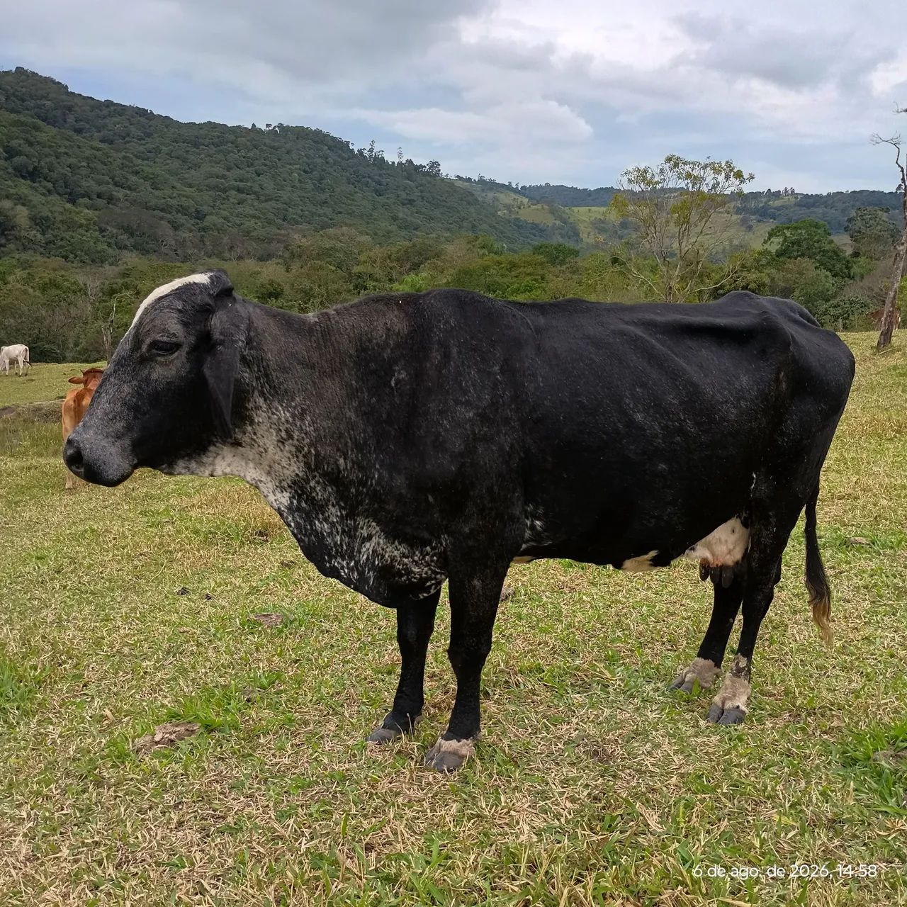 Vaca de leite  - Foto 2