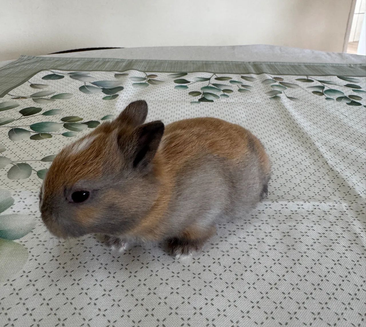 Filhote de coelho mini - Foto 4
