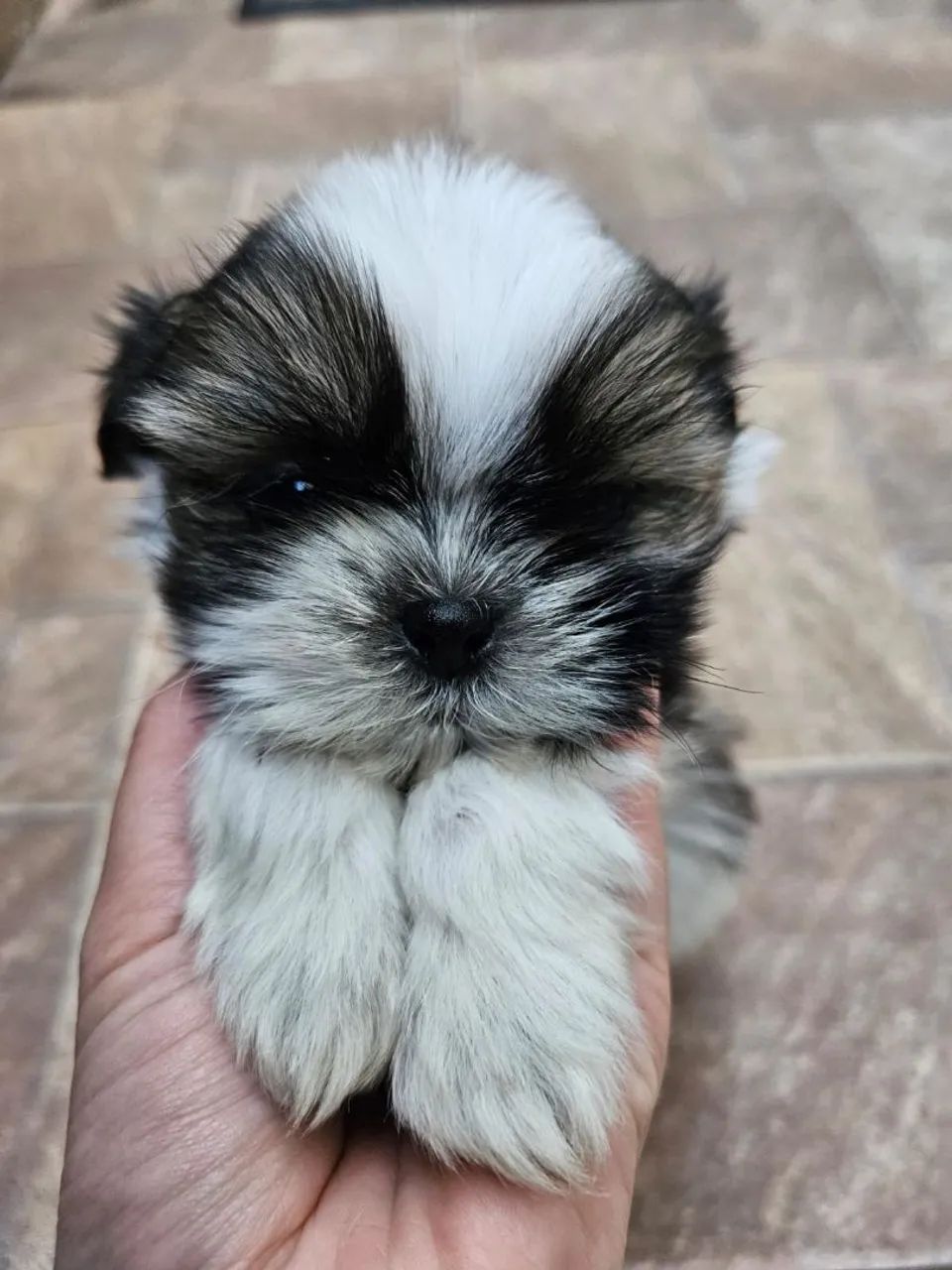Lindos filhotes de shih tzu com garantia e procedência  - Foto 5