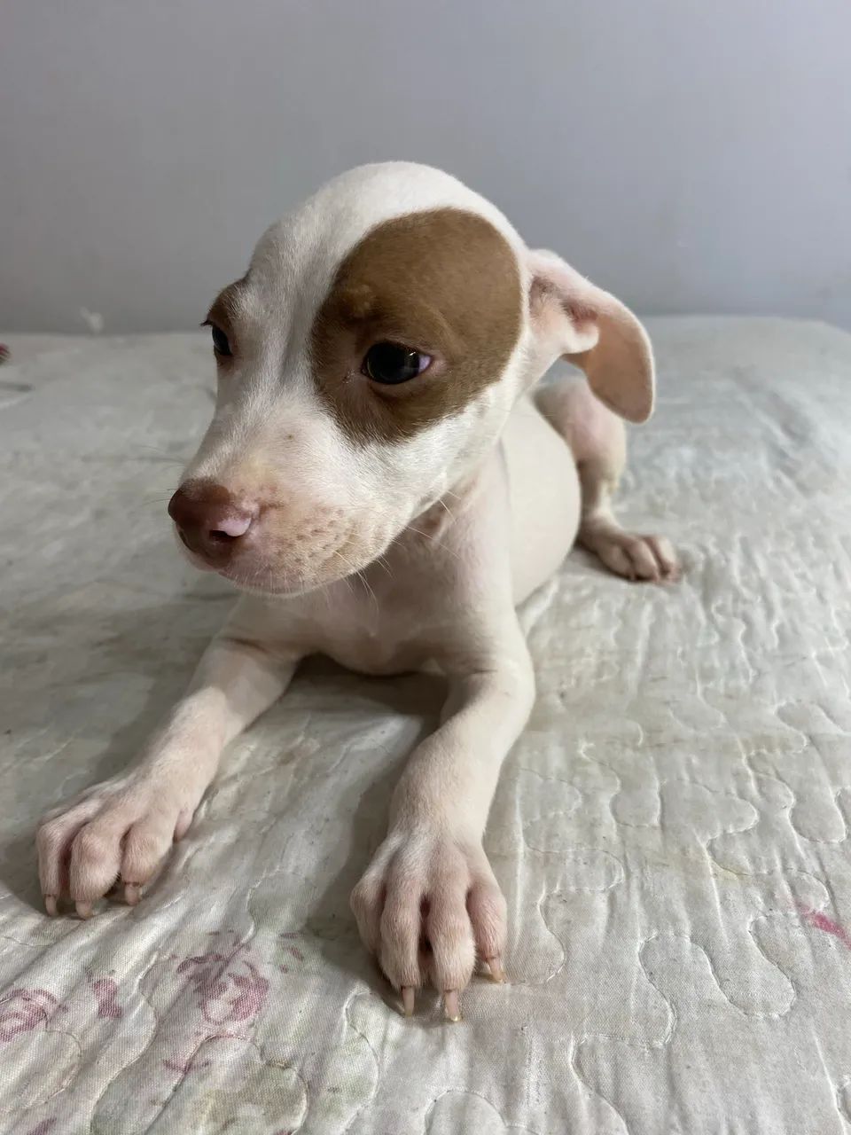 Cachorro 