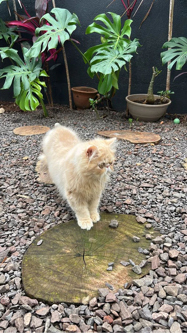 Gato  - Foto 4