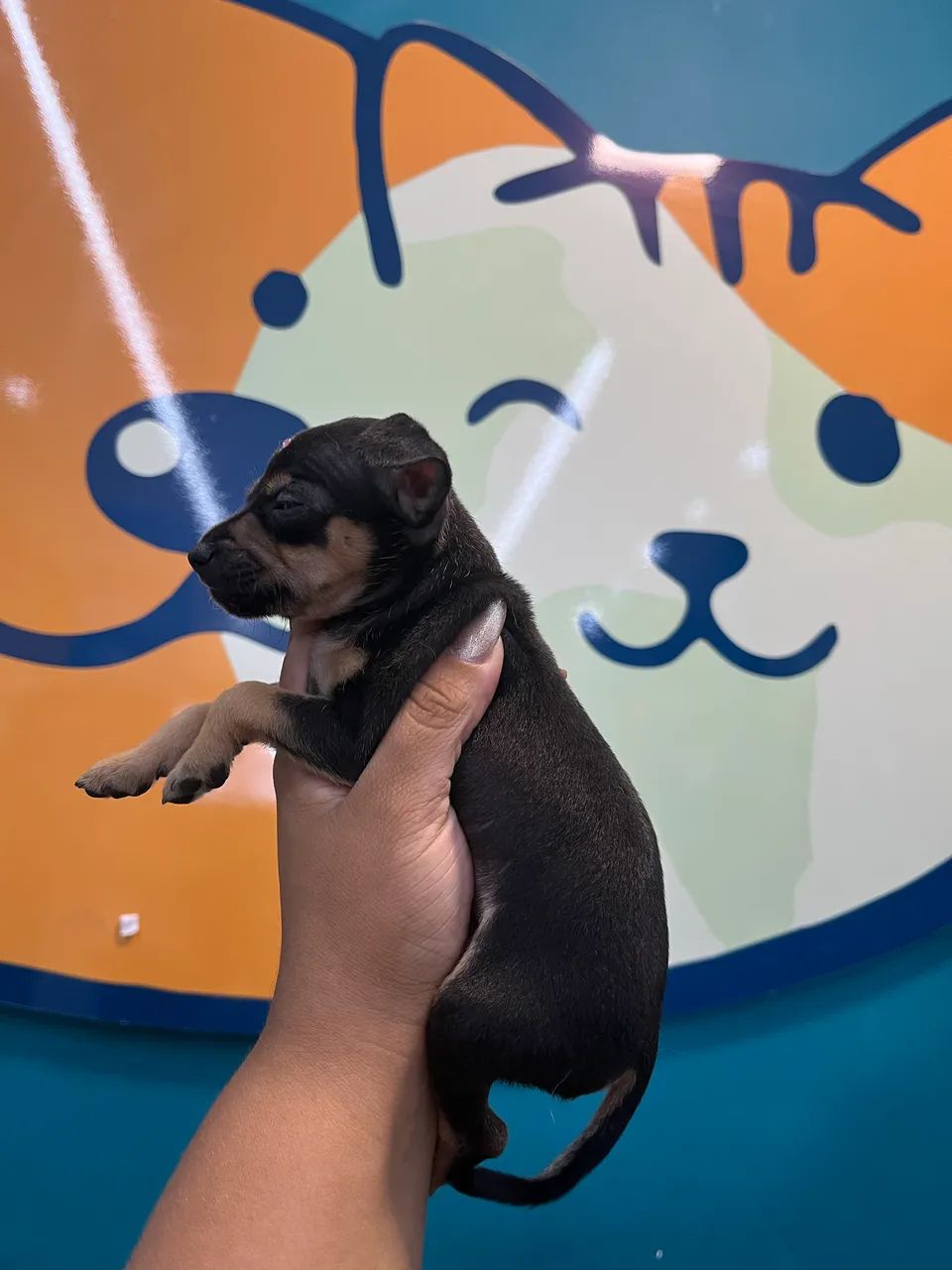 Pinscher fêmea  - Foto 3