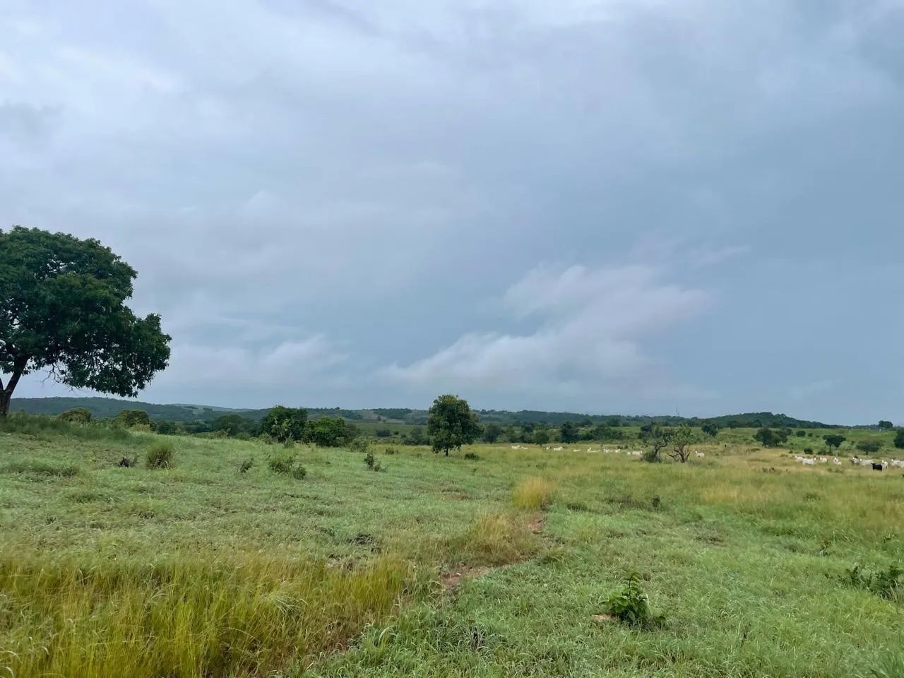 Fazenda Nova crixás-goias  - Foto 5