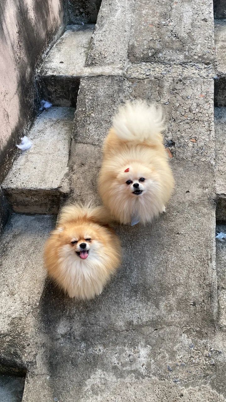 Lulu da Pomerania anãos fêmea  - Foto 2