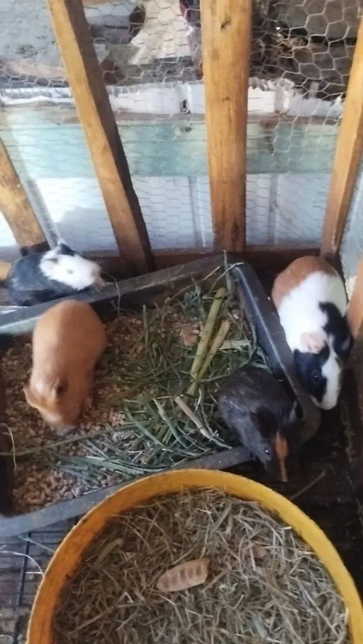 Porquinhos da índia a venda  - Foto 2