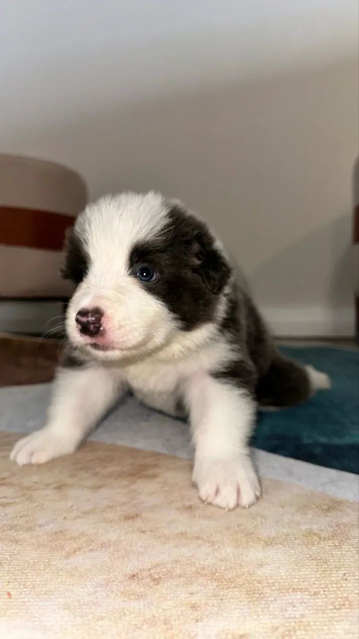 Filhotes de Border collie  - Foto 2