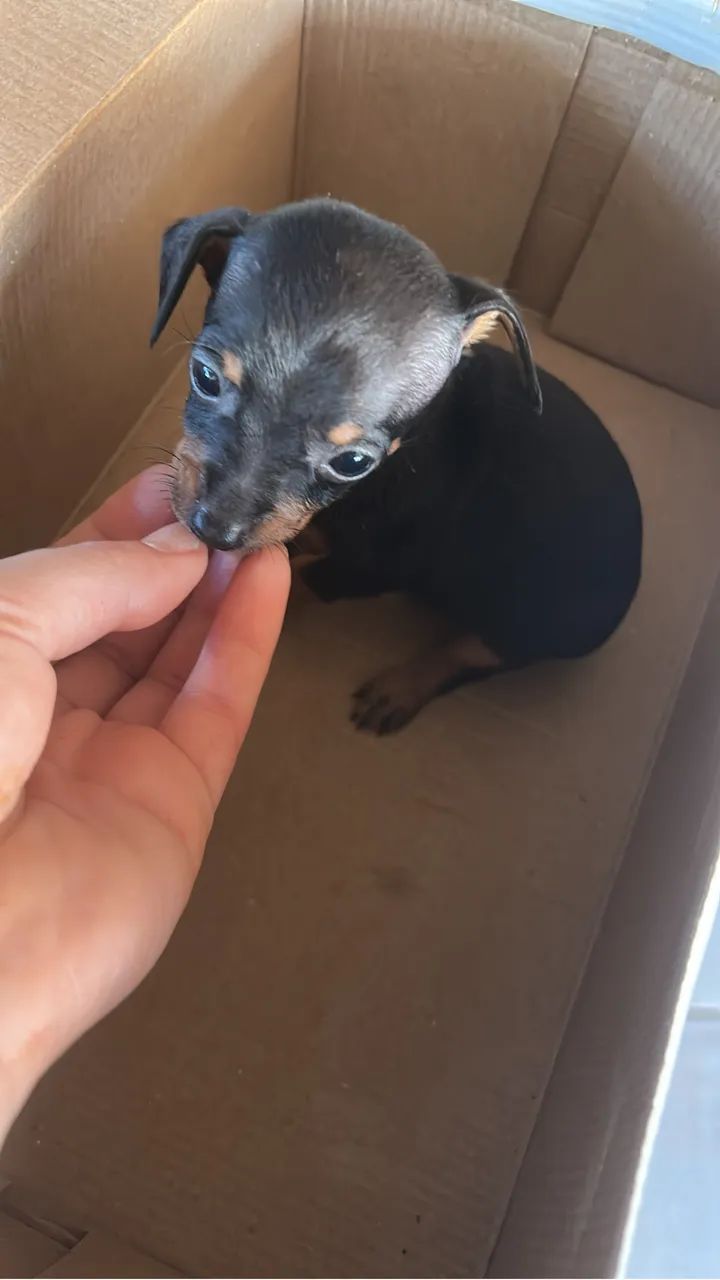 Pinscher macho 1 