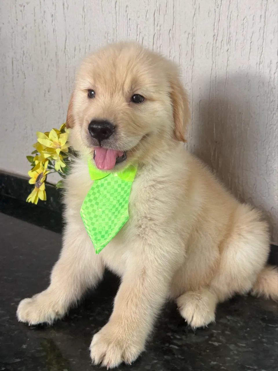 Golden retriever macho com pedigree  - Foto 3
