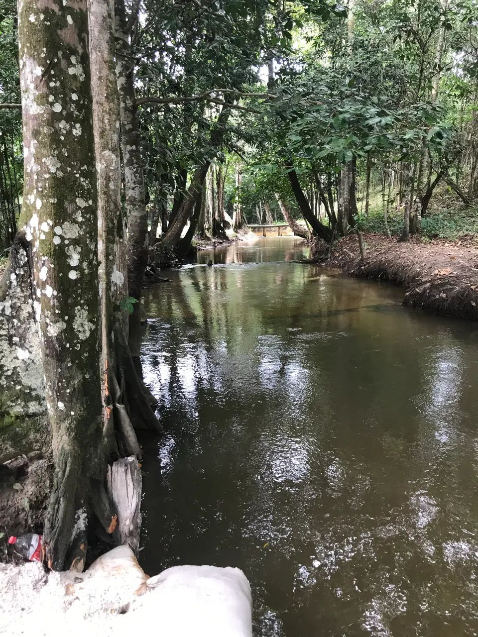Chácara com Igarapé - Castanhal 1.436m2 - Foto 4