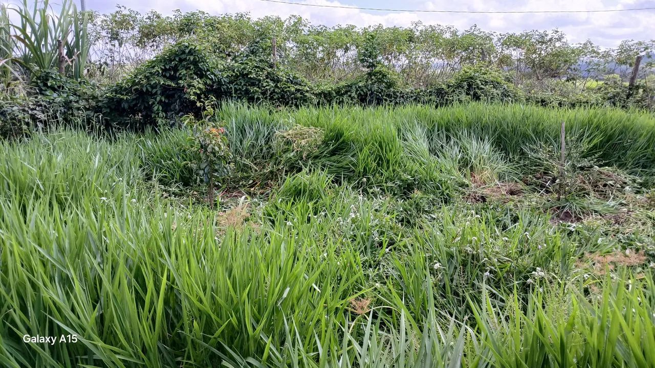 Vendo lote para Chácara R$65.000 - Foto 4