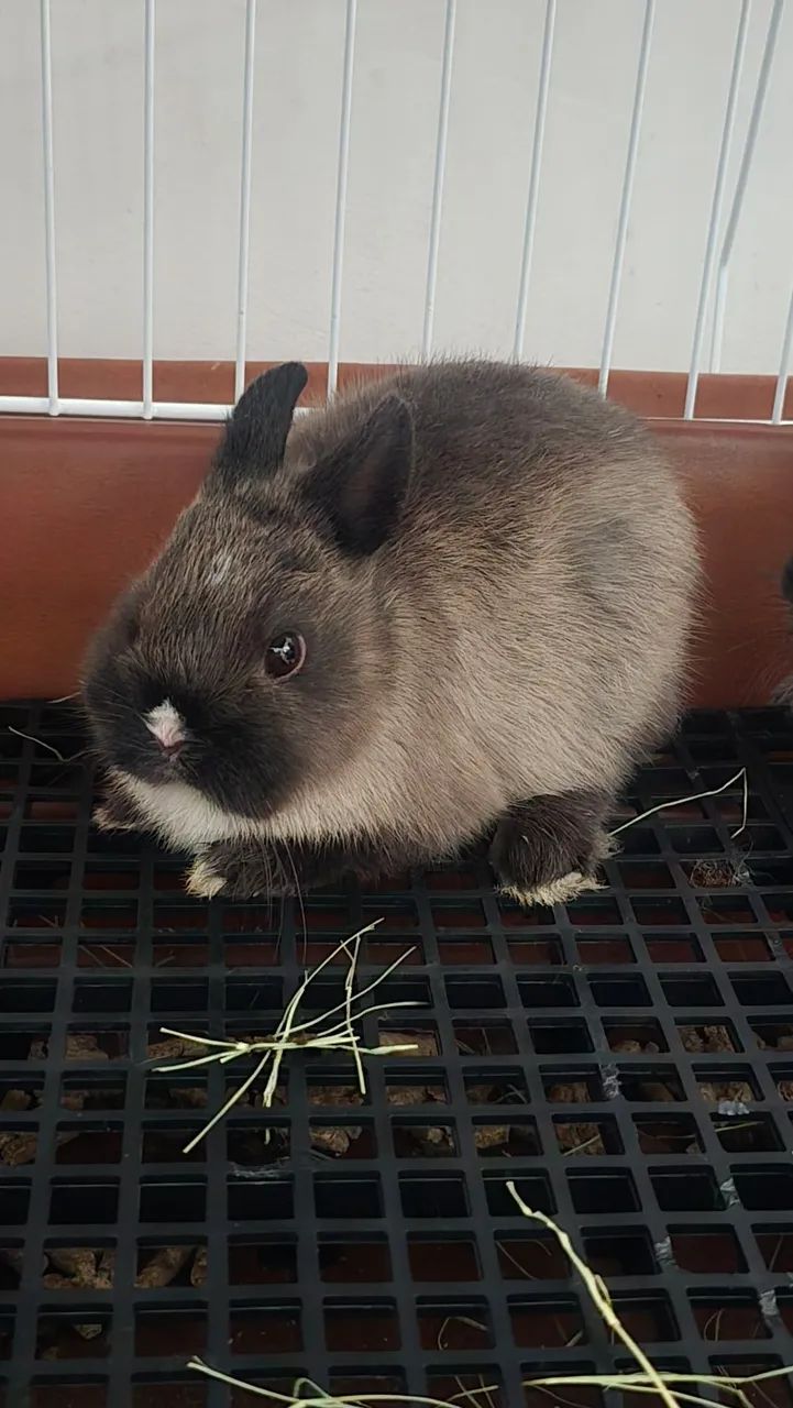 Netherland dwarf mini coelho