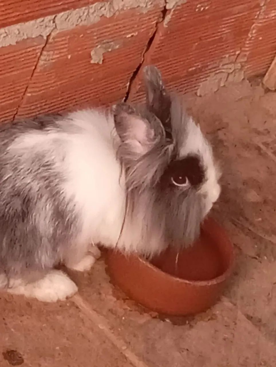 Doação de coelha  - Foto 2