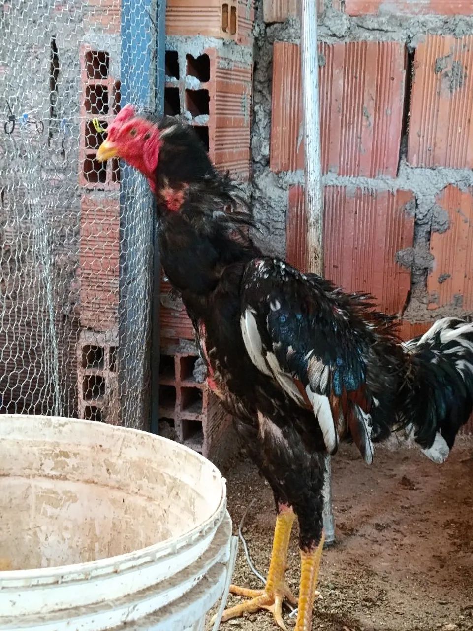 Frango de 8 meses  - Foto 2