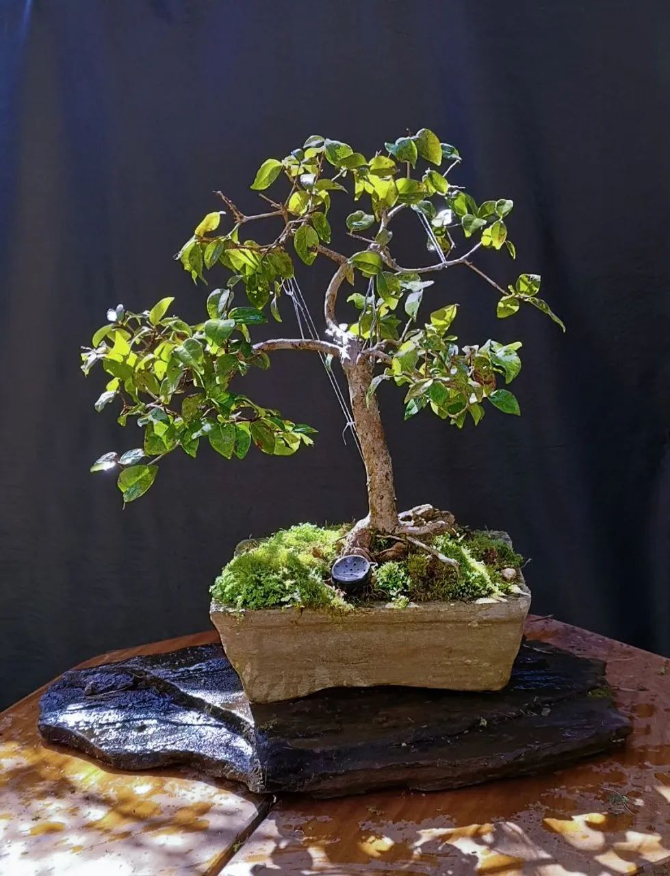 Bonsai pitanga 