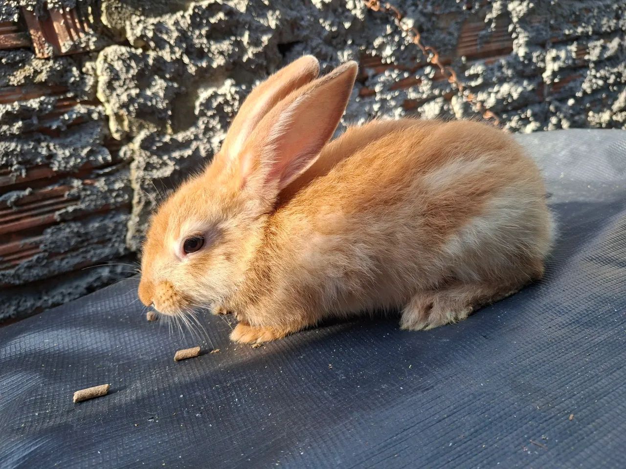 Coelhos  - Foto 5