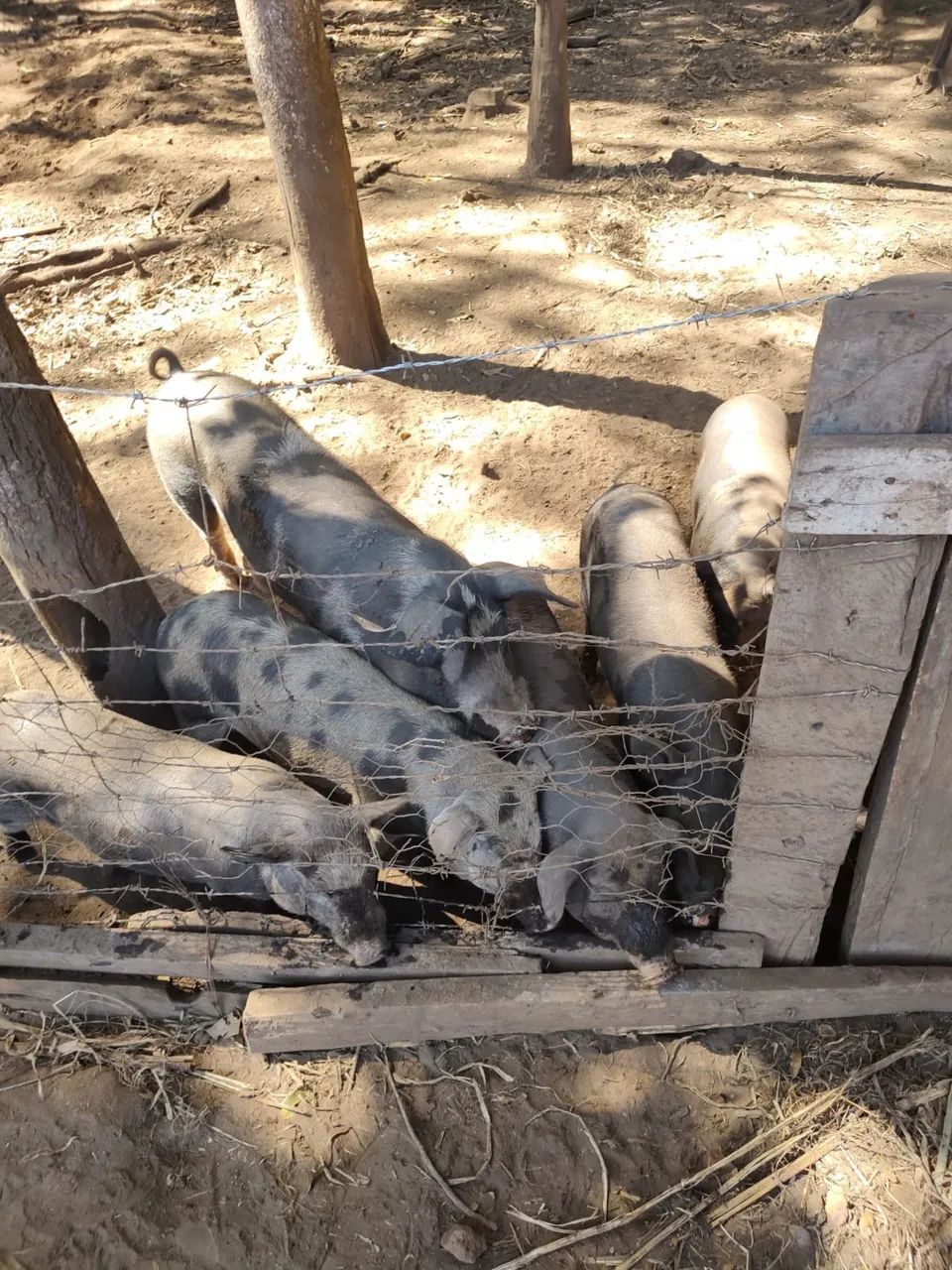 Vende porco caipira  - Foto 2
