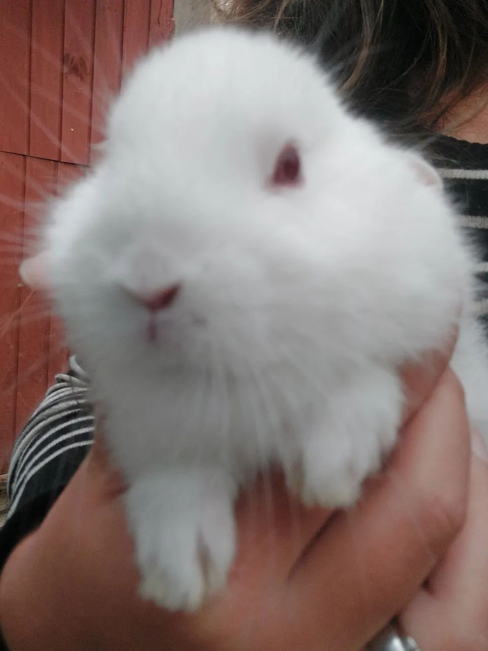 Último filhote netherland dwarf disponível 3 meses