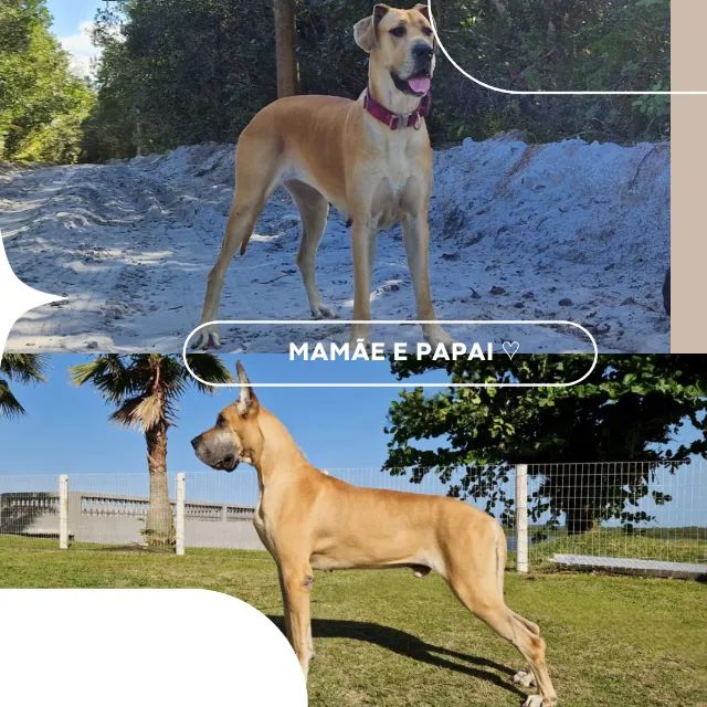 Macho de Dogue Alemão, 8 meses.  - Foto 5