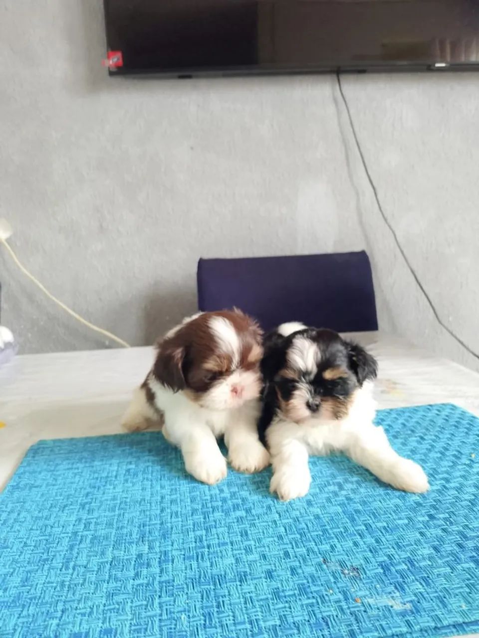 Shi Tzu 