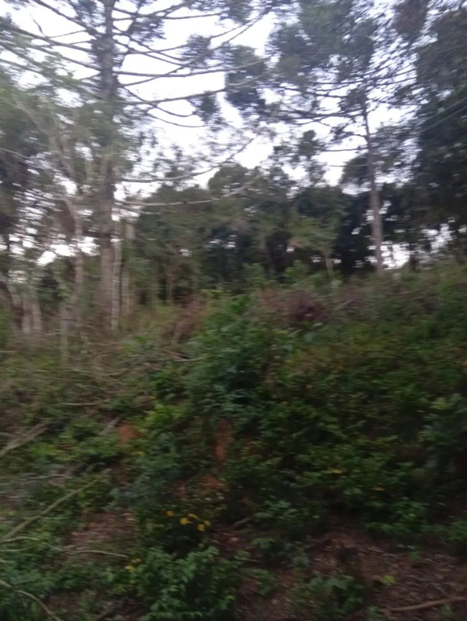 Chácara (terreno) - Foto 2