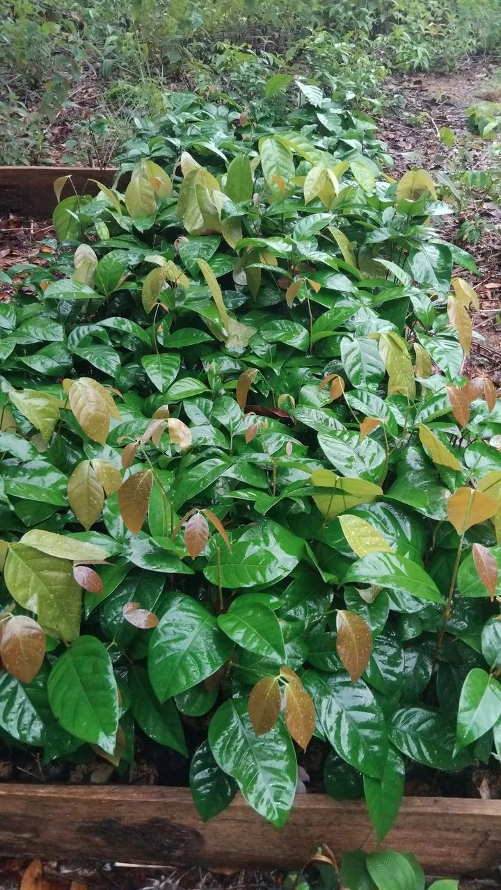 Mudas de Andirobas  - Foto 3