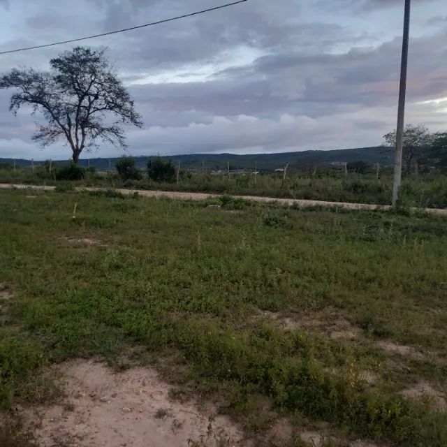 Foto - Bezerros - 