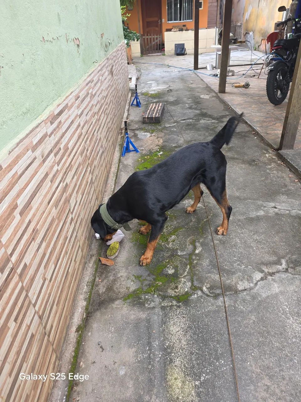 Rottweller  - Foto 3
