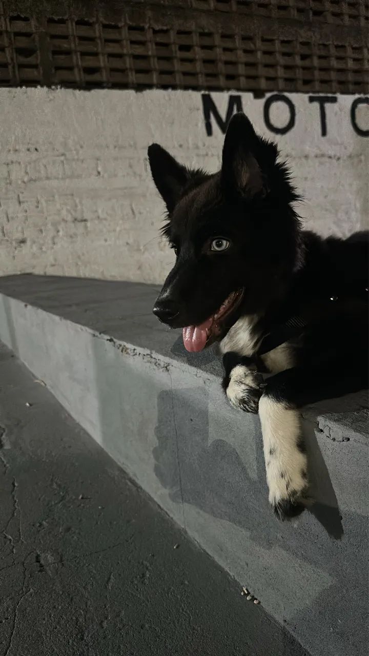 Border collie  - Foto 2