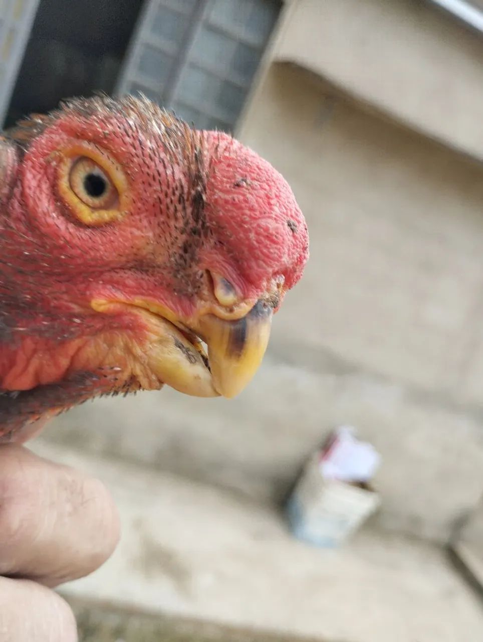 Frango bico curto 