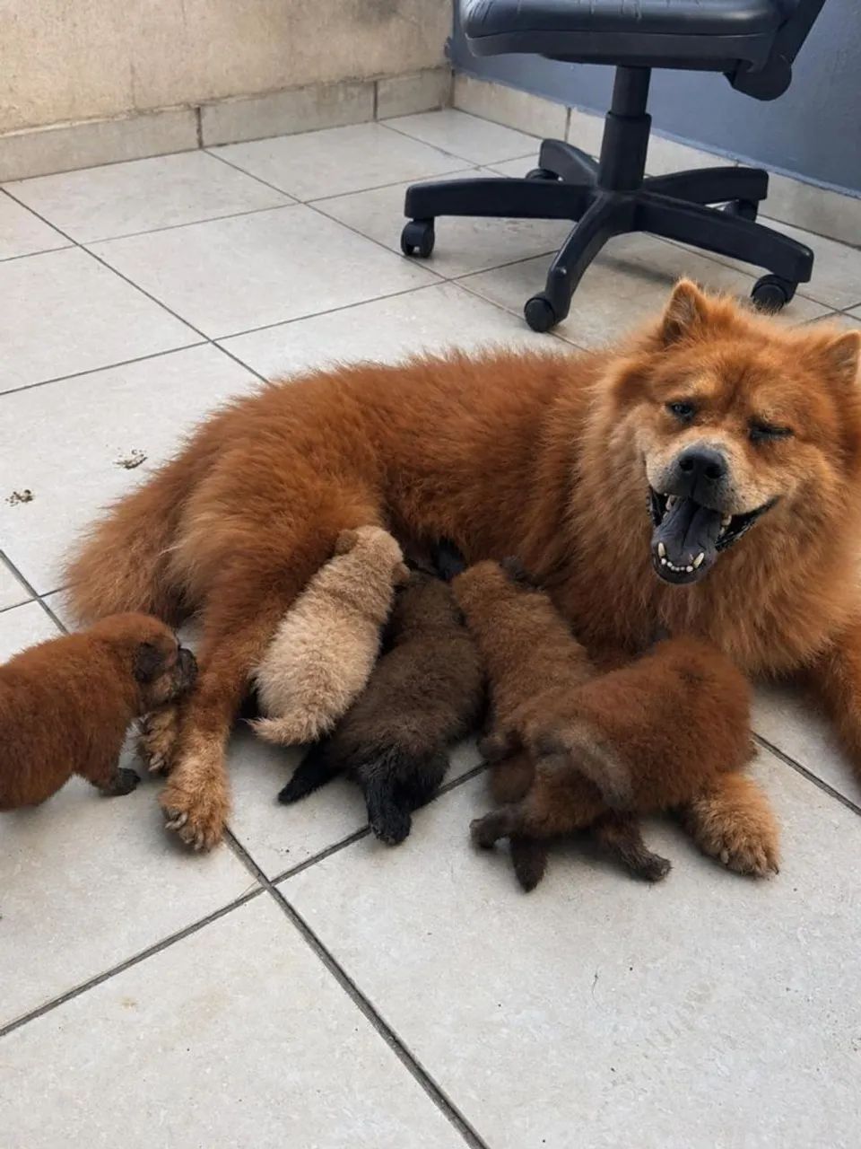 Filhotes de Chow Chow  - Foto 3