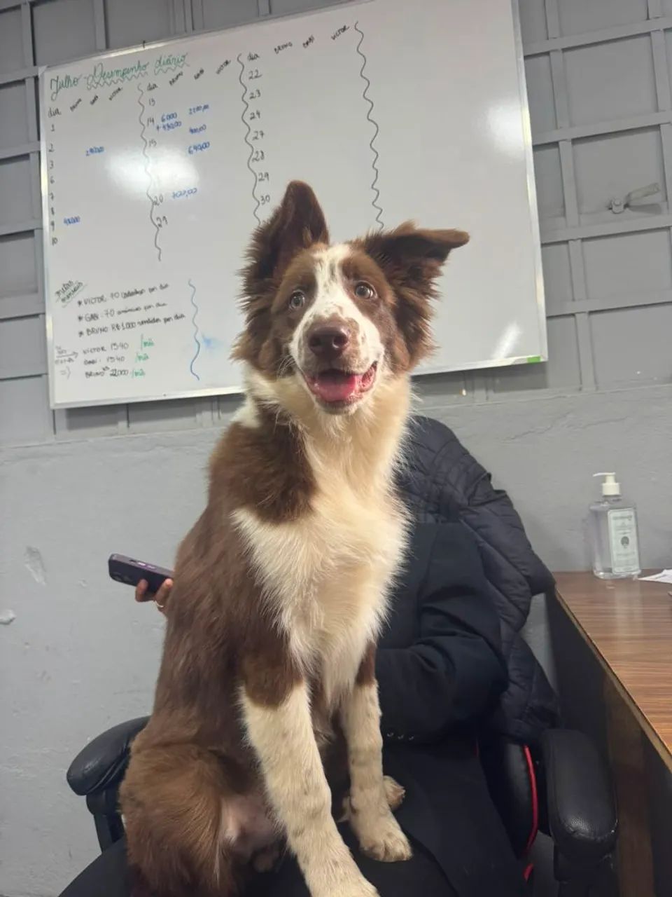 Filhotes de Border collie  - Foto 3