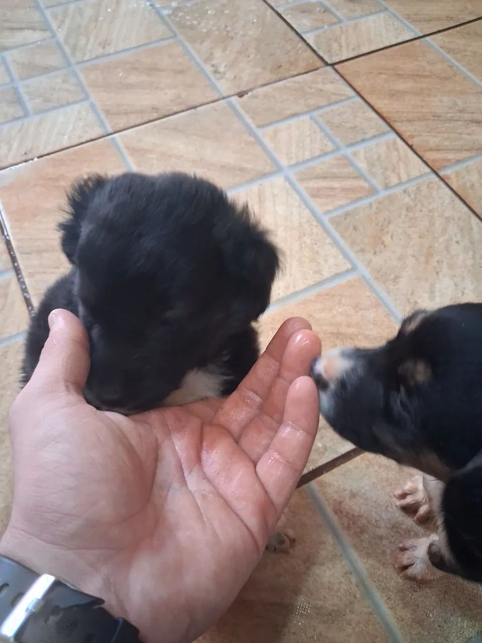 Doação de Cachorros - Foto 3
